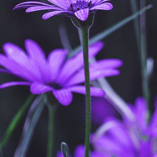 Purple daisy wallpaper