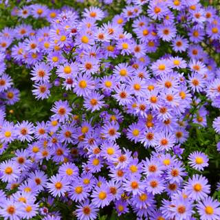 Purple daisy wallpaper