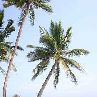 Hello summer tropical wallpaper