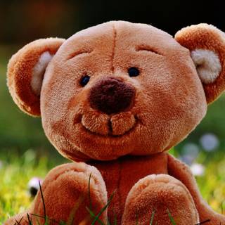 Teddy bear 4k wallpaper