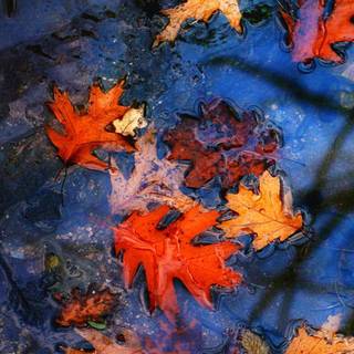 Blue autumn wallpaper