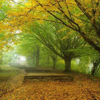 Autumn green wallpaper