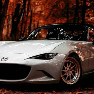 Autumn cars wallpaper
