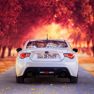 Autumn cars wallpaper