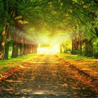 Autumn green wallpaper