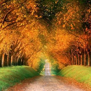 Autumn green wallpaper