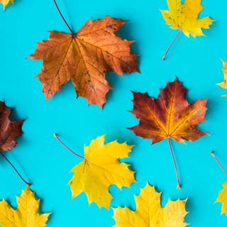 Blue autumn wallpaper