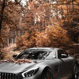 Autumn cars wallpaper