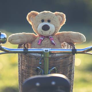 Teddy bear 4k wallpaper