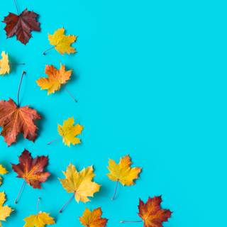 Blue autumn wallpaper