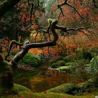 Autumn green wallpaper