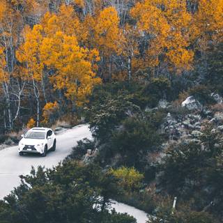 Autumn cars wallpaper