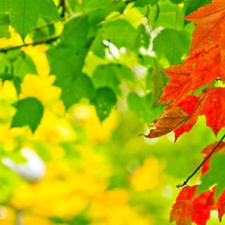 Autumn green wallpaper