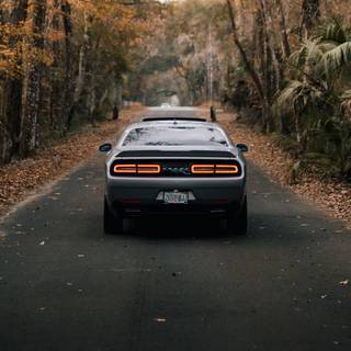 Autumn cars wallpaper