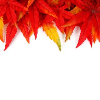 Autumn green wallpaper