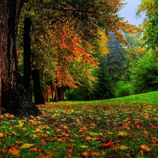 Autumn green wallpaper