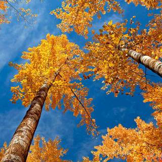 Blue autumn wallpaper