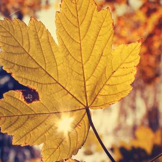 Autumn glitter wallpaper