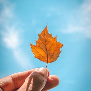 Blue autumn wallpaper