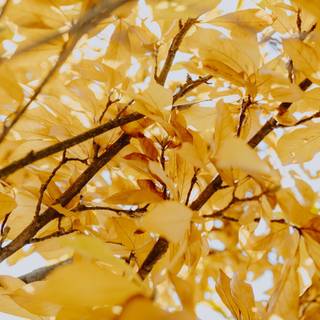 Autumn glitter wallpaper