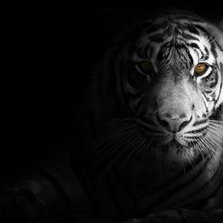 Black 4k laptop wallpaper