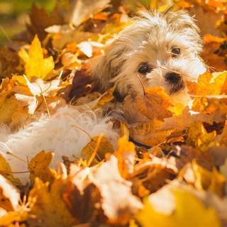 Autumn puppy wallpaper