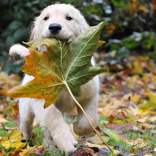 Autumn puppy wallpaper