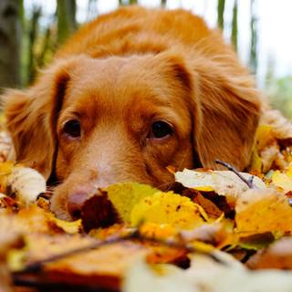 Autumn puppy wallpaper