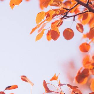 Pretty autumn wallpaper