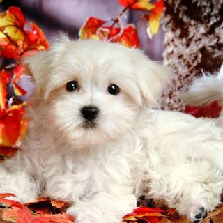 Autumn puppy wallpaper