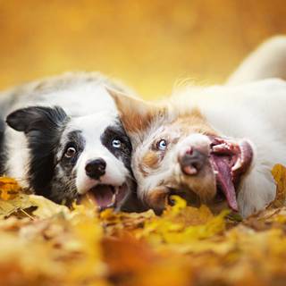 Autumn puppy wallpaper