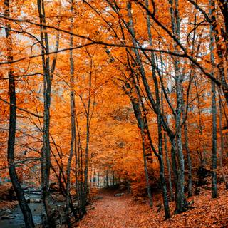 Pretty autumn wallpaper