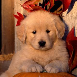 Autumn puppy wallpaper