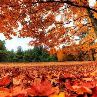 Pretty autumn wallpaper