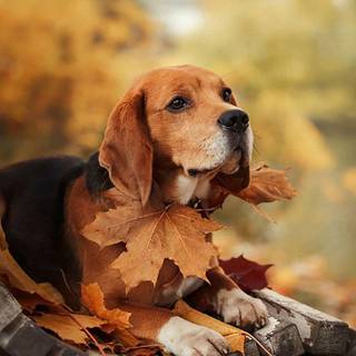 Autumn puppy wallpaper