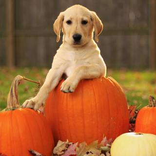 Autumn puppy wallpaper