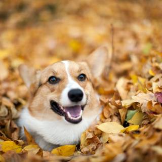 Autumn puppy wallpaper