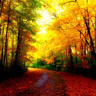 Pretty autumn wallpaper