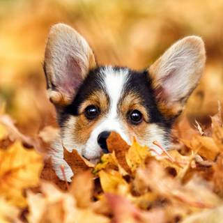 Autumn puppy wallpaper
