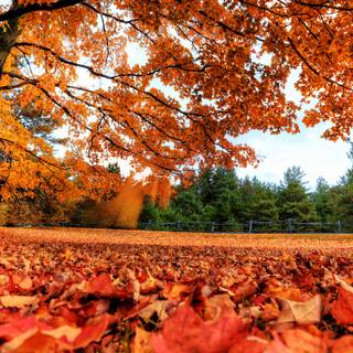 Pretty autumn wallpaper