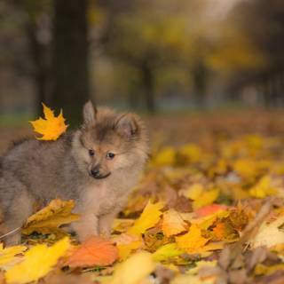 Autumn puppy wallpaper