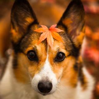 Autumn puppy wallpaper