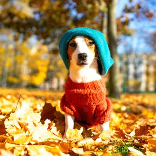 Autumn puppy wallpaper
