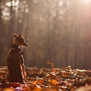 Autumn puppy wallpaper