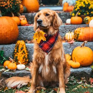 Autumn puppy wallpaper