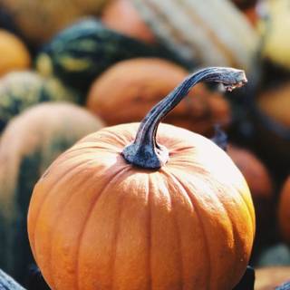 Halloween good vibes wallpaper