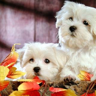 Autumn puppy wallpaper