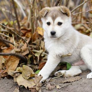 Autumn puppy wallpaper