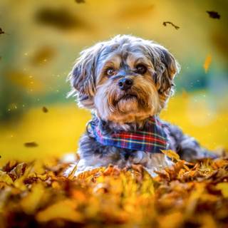 Autumn puppy wallpaper