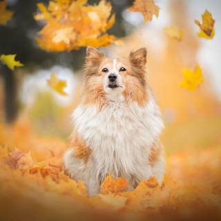 Autumn puppy wallpaper